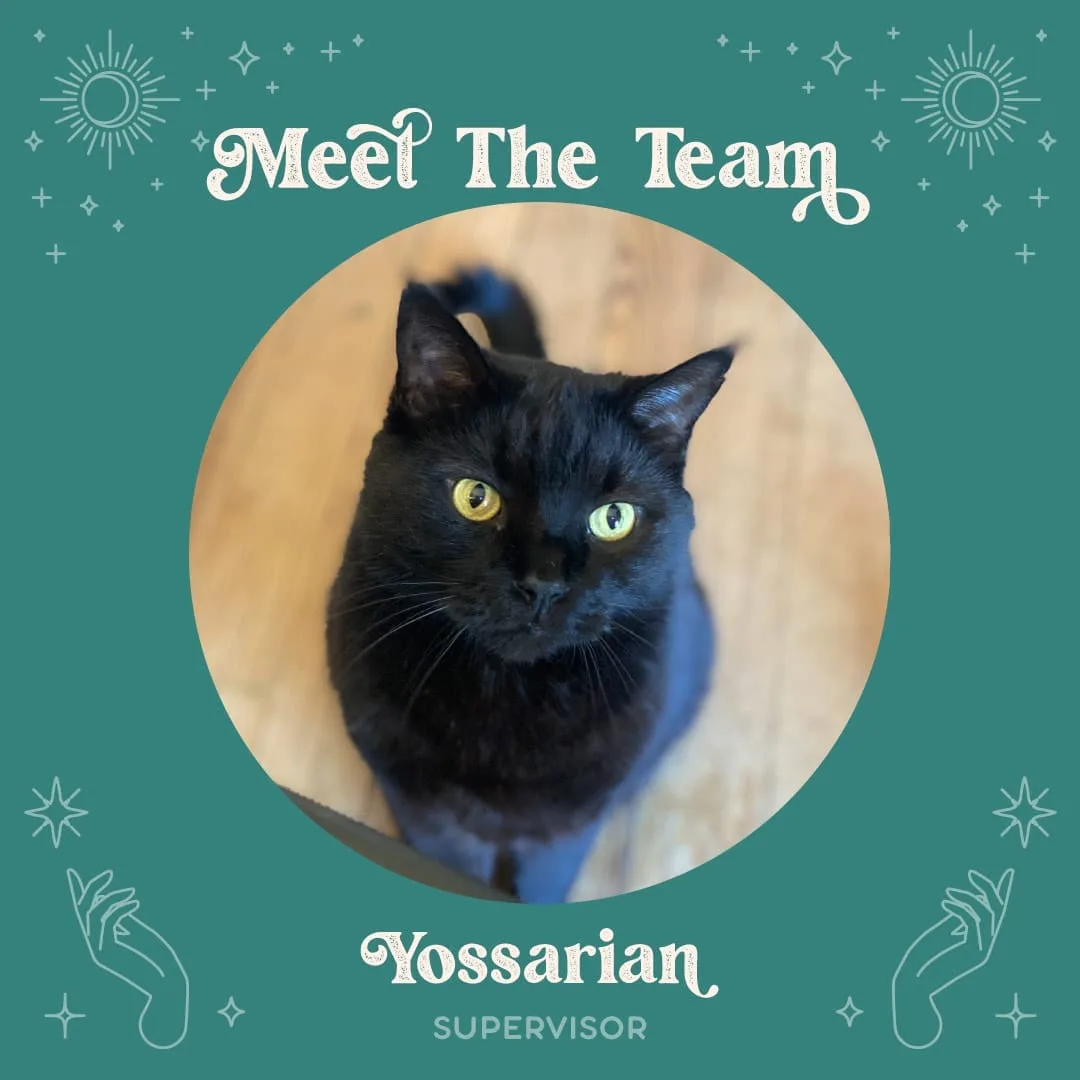 Yossarian the cat